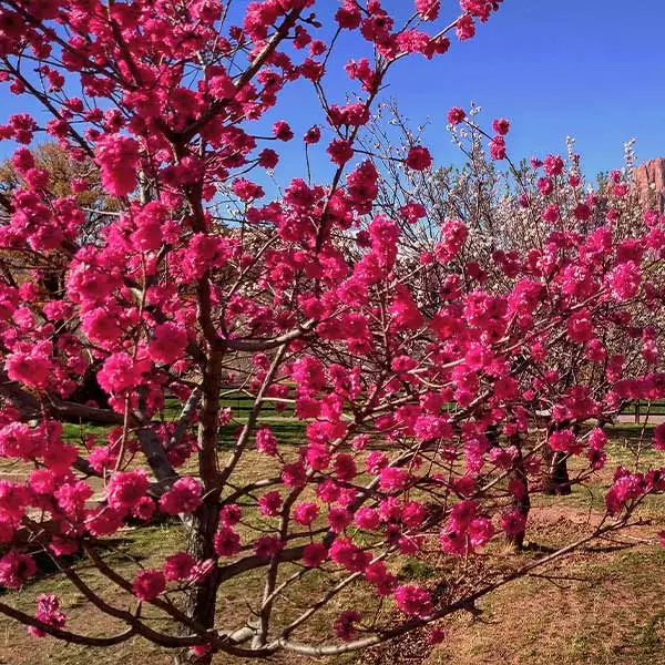 Fast Growing Trees Red Baron Peach Tree Peach Trees 3 Fast Growing Trees Red Baron Peach Tree Peach Trees