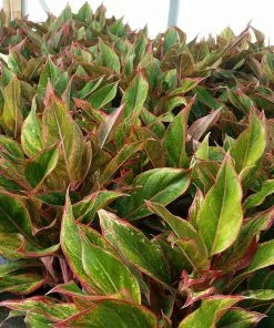 Fast Growing Trees Air Purifying House Plants Red Chinese Evergreen Plant 11 Fast Growing Trees Air Purifying House Plants Red Chinese Evergreen Plant