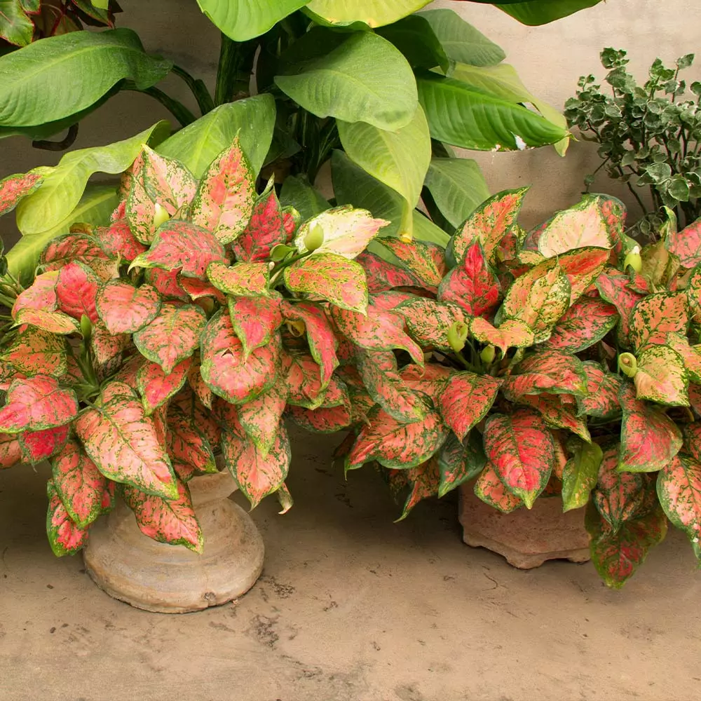 Fast Growing Trees Air Purifying House Plants Red Chinese Evergreen Plant 4 Fast Growing Trees Air Purifying House Plants Red Chinese Evergreen Plant