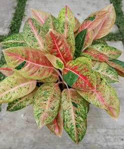 Fast Growing Trees Air Purifying House Plants Red Chinese Evergreen Plant 12 Fast Growing Trees Air Purifying House Plants Red Chinese Evergreen Plant
