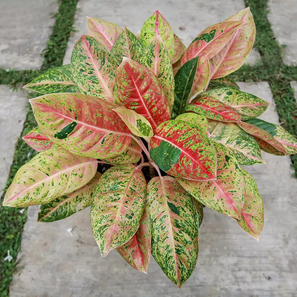 Fast Growing Trees Air Purifying House Plants Red Chinese Evergreen Plant 6 Fast Growing Trees Air Purifying House Plants Red Chinese Evergreen Plant