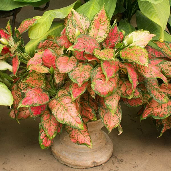 Fast Growing Trees Air Purifying House Plants Red Chinese Evergreen Plant 3 Fast Growing Trees Air Purifying House Plants Red Chinese Evergreen Plant