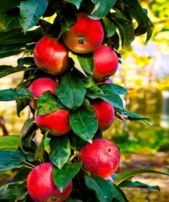 Fast Growing Trees Apple Trees North Pole Columnar Apple Tree 8 Fast Growing Trees Apple Trees North Pole Columnar Apple Tree