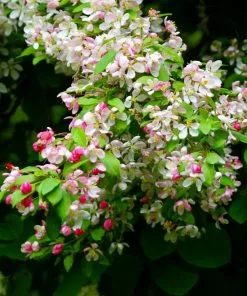 Fast Growing Trees Red Delicious Apple Tree Our Newest Arrivals 11 Fast Growing Trees Red Delicious Apple Tree Our Newest Arrivals