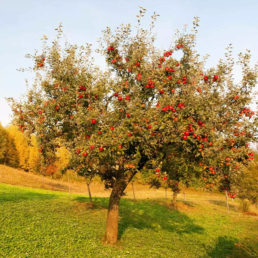 Fast Growing Trees Apple Trees Red Delicious Apple Tree 5 Fast Growing Trees Apple Trees Red Delicious Apple Tree