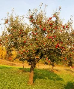 Fast Growing Trees Red Delicious Apple Tree Our Newest Arrivals 9 Fast Growing Trees Red Delicious Apple Tree Our Newest Arrivals