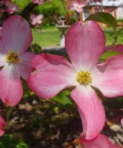 Fast Growing Trees Red Dogwood 8 Fast Growing Trees Red Dogwood