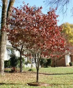 Fast Growing Trees Red Dogwood 9 Fast Growing Trees Red Dogwood