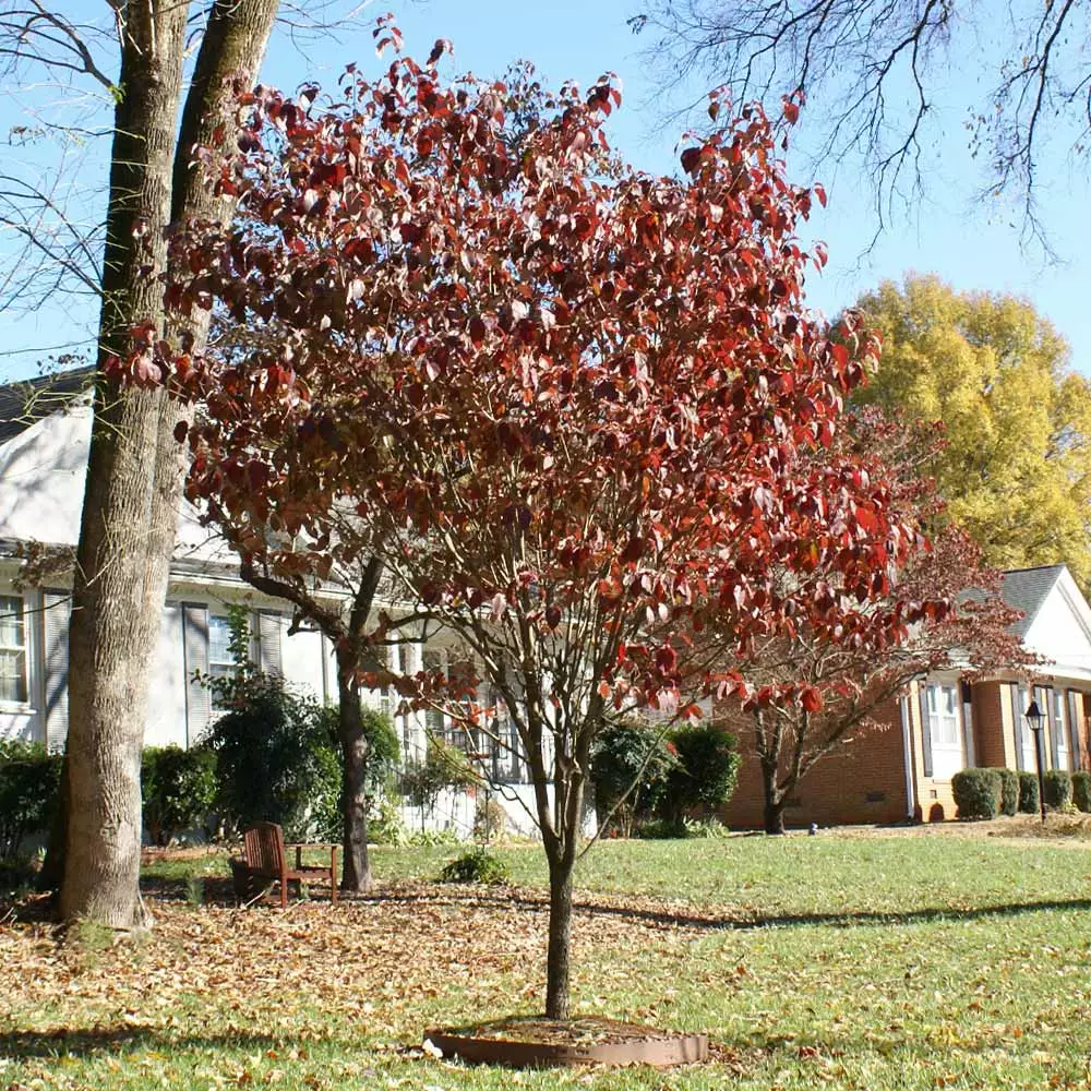 Fast Growing Trees Red Dogwood 6 Fast Growing Trees Red Dogwood