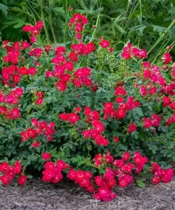Fast Growing Trees Roses Red Drift® Rose 7 Fast Growing Trees Roses Red Drift® Rose