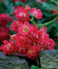 Fast Growing Trees Roses Red Drift® Rose