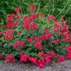 Fast Growing Trees Roses Red Drift® Rose 1 Fast Growing Trees Roses Red Drift® Rose
