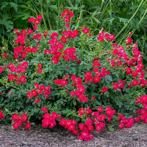 Fast Growing Trees Roses Red Drift® Rose 3 Fast Growing Trees Roses Red Drift® Rose