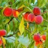 Fast Growing Trees Peach Trees Red Haven Peach Tree 2 Fast Growing Trees Peach Trees Red Haven Peach Tree