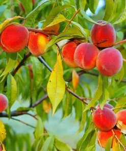 Fast Growing Trees Peach Trees Red Haven Peach Tree