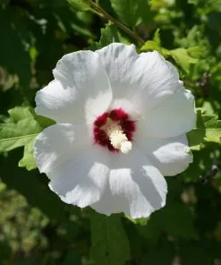 Fast Growing Trees See All Flowering Trees Red Heart Rose Of Sharon Althea Shrub