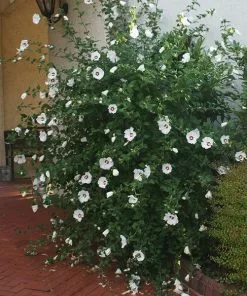 Fast Growing Trees See All Flowering Trees Red Heart Rose Of Sharon Althea Shrub