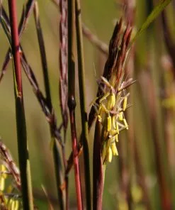 Fast Growing Trees Red October Big Bluestem Grass Ornamental Grasses 11 Fast Growing Trees Red October Big Bluestem Grass Ornamental Grasses