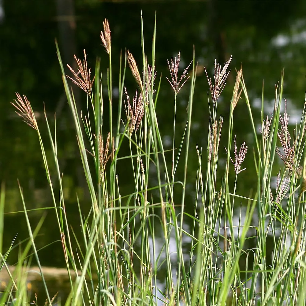 Fast Growing Trees Red October Big Bluestem Grass Ornamental Grasses 6 Fast Growing Trees Red October Big Bluestem Grass Ornamental Grasses