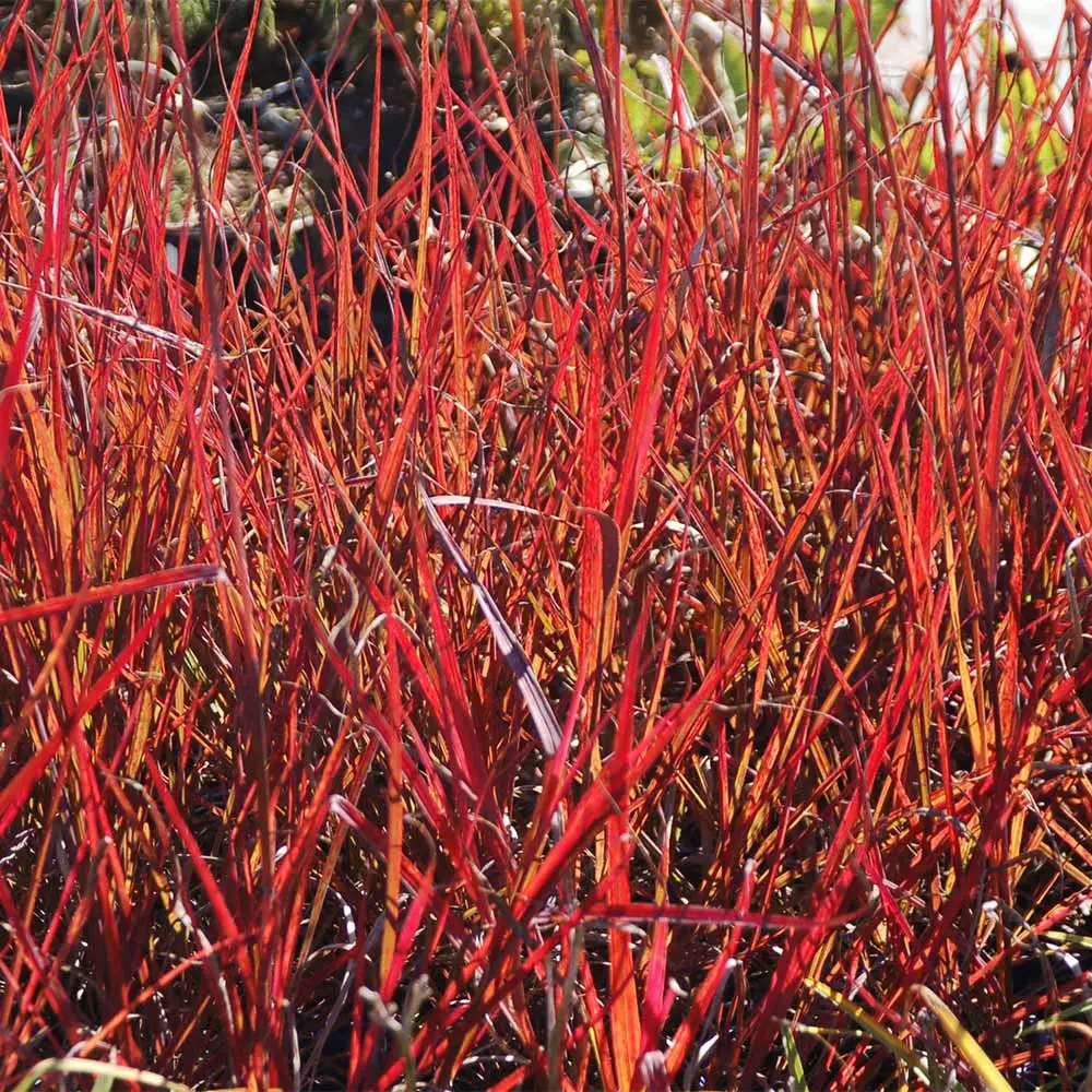 Fast Growing Trees Red October Big Bluestem Grass Ornamental Grasses 4 Fast Growing Trees Red October Big Bluestem Grass Ornamental Grasses