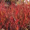 Fast Growing Trees Red October Big Bluestem Grass Ornamental Grasses