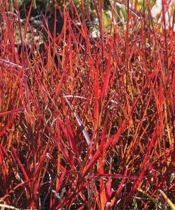 Fast Growing Trees Red October Big Bluestem Grass Ornamental Grasses