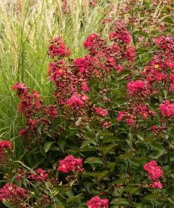 Fast Growing Trees Petite Red Imp™ Crape Myrtle Tree Crape Myrtles 8 Fast Growing Trees Petite Red Imp™ Crape Myrtle Tree Crape Myrtles