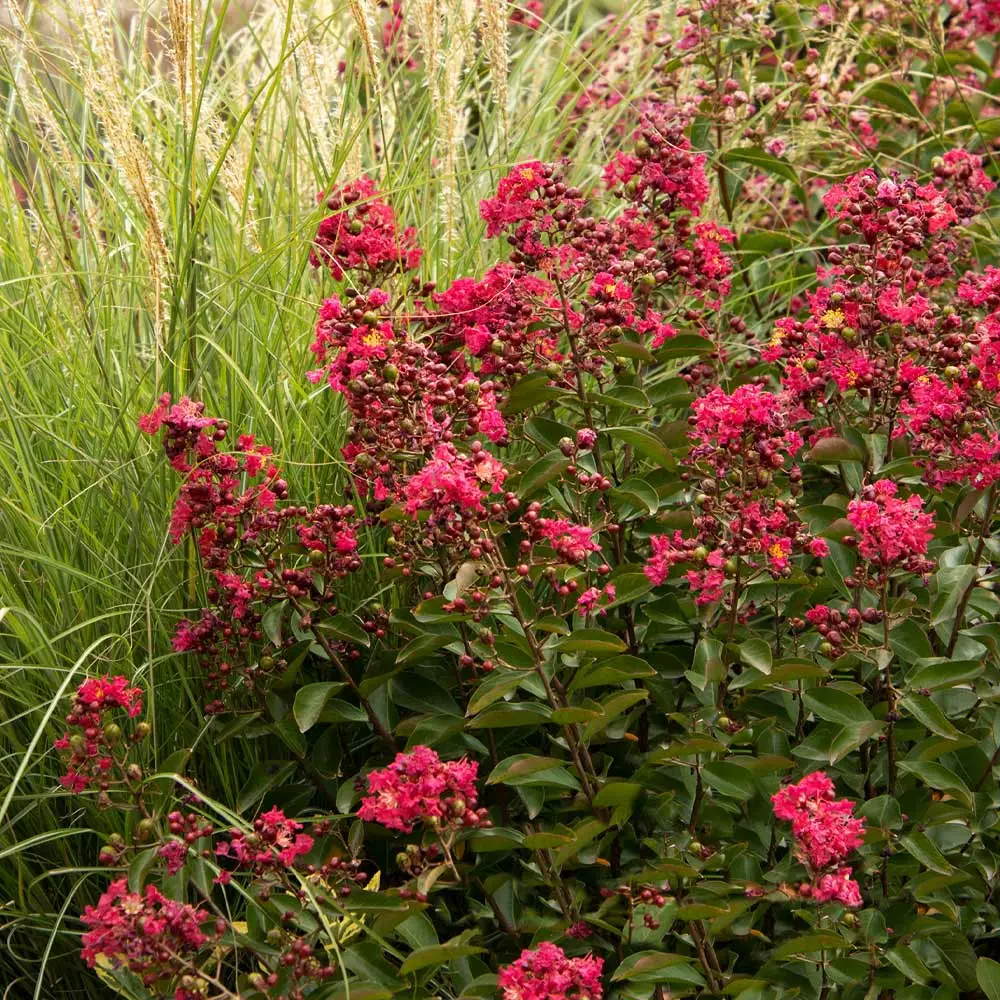 Fast Growing Trees Petite Red Imp™ Crape Myrtle Tree Crape Myrtles 5 Fast Growing Trees Petite Red Imp™ Crape Myrtle Tree Crape Myrtles