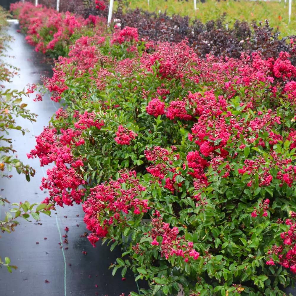 Fast Growing Trees Petite Red Imp™ Crape Myrtle Tree Crape Myrtles 6 Fast Growing Trees Petite Red Imp™ Crape Myrtle Tree Crape Myrtles