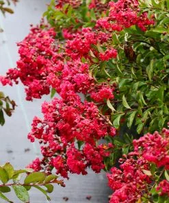Fast Growing Trees Petite Red Imp™ Crape Myrtle Tree Crape Myrtles