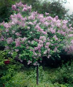 Fast Growing Trees Red Pixie Lilac Tree Lilac Trees 9 Fast Growing Trees Red Pixie Lilac Tree Lilac Trees