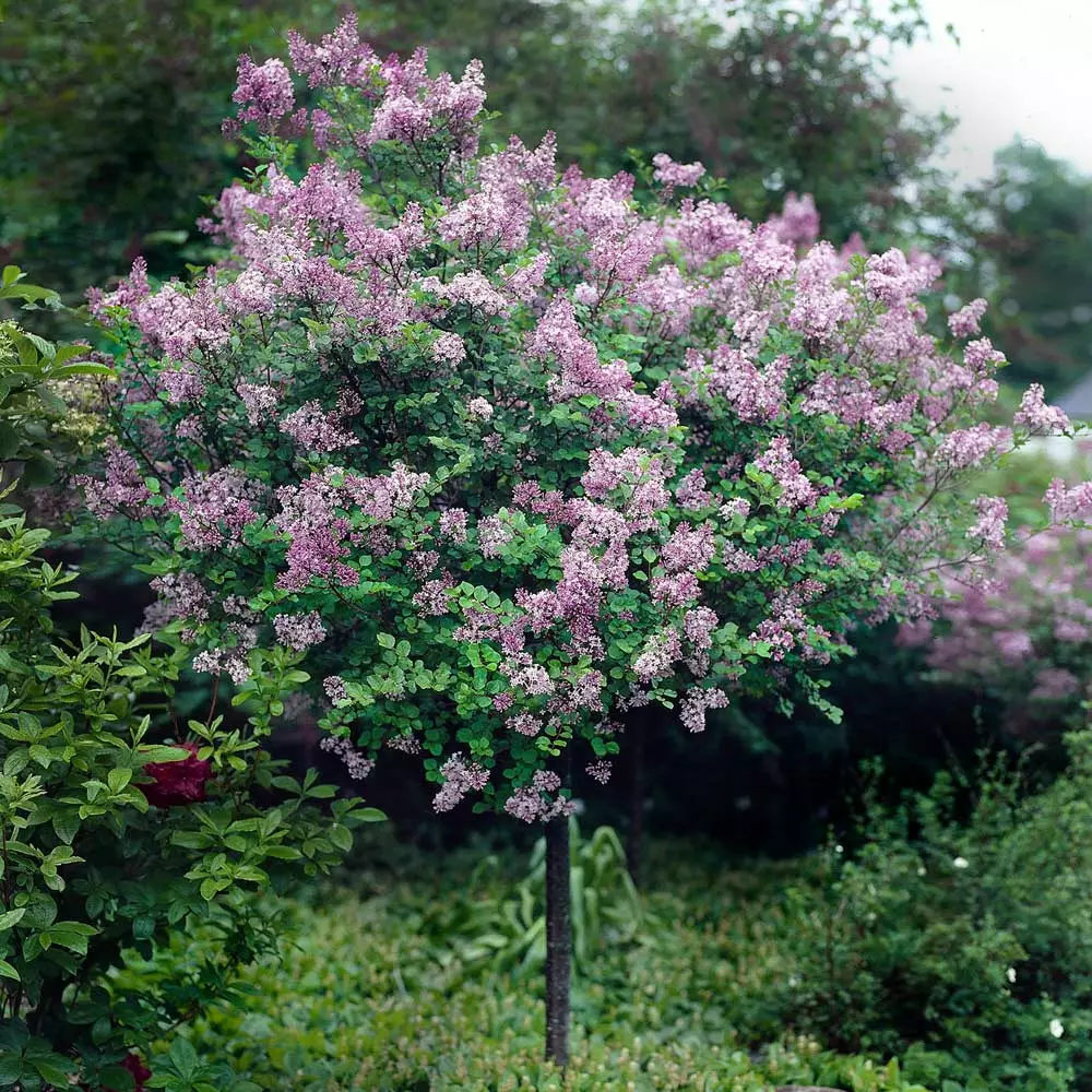 Fast Growing Trees Red Pixie Lilac Tree Lilac Trees 6 Fast Growing Trees Red Pixie Lilac Tree Lilac Trees
