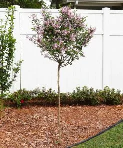 Fast Growing Trees Red Pixie Lilac Tree Lilac Trees 8 Fast Growing Trees Red Pixie Lilac Tree Lilac Trees