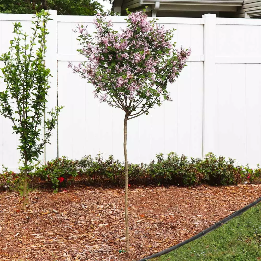 Fast Growing Trees Red Pixie Lilac Tree Lilac Trees 5 Fast Growing Trees Red Pixie Lilac Tree Lilac Trees