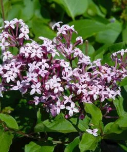 Fast Growing Trees Red Pixie Lilac Tree Lilac Trees