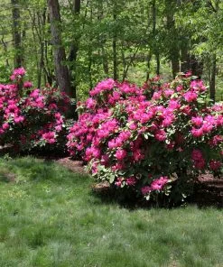 Fast Growing Trees Rhododendrons Red Rhododendron Shrub 9 Fast Growing Trees Rhododendrons Red Rhododendron Shrub