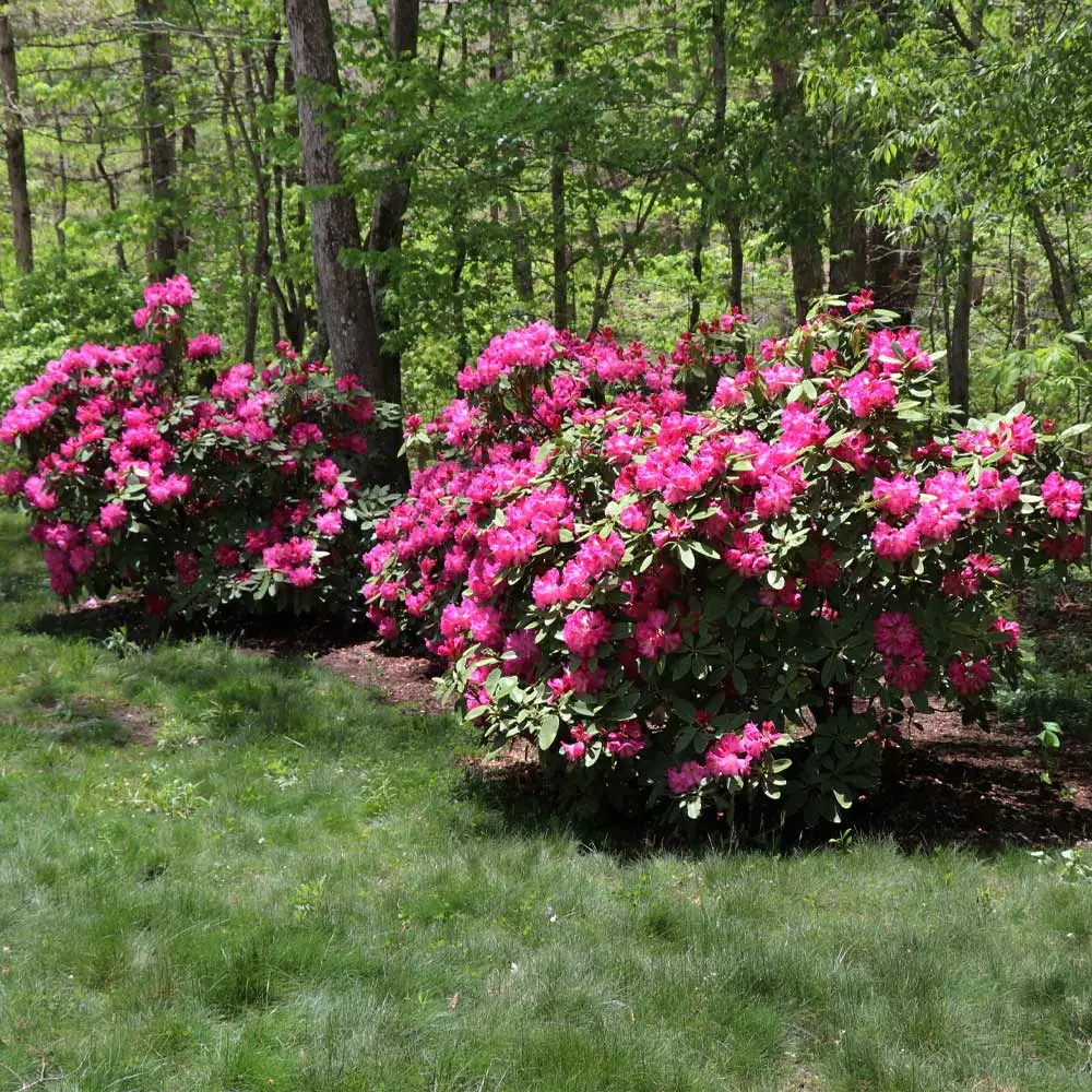 Fast Growing Trees Rhododendrons Red Rhododendron Shrub 5 Fast Growing Trees Rhododendrons Red Rhododendron Shrub