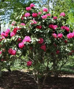 Fast Growing Trees Rhododendrons Red Rhododendron Shrub 10 Fast Growing Trees Rhododendrons Red Rhododendron Shrub