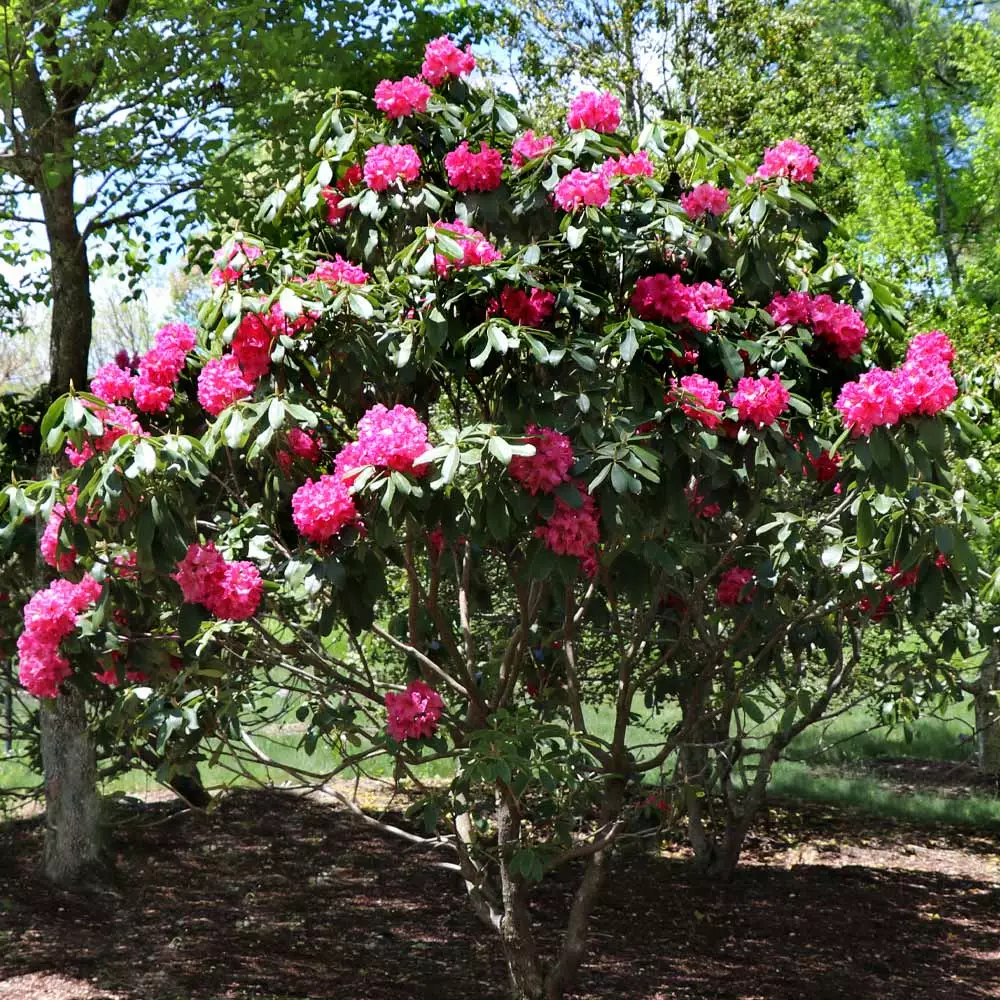 Fast Growing Trees Rhododendrons Red Rhododendron Shrub 6 Fast Growing Trees Rhododendrons Red Rhododendron Shrub