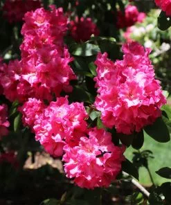 Fast Growing Trees Rhododendrons Red Rhododendron Shrub 11 Fast Growing Trees Rhododendrons Red Rhododendron Shrub