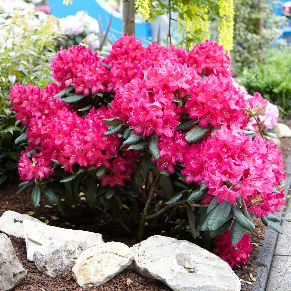 Fast Growing Trees Rhododendrons Red Rhododendron Shrub 4 Fast Growing Trees Rhododendrons Red Rhododendron Shrub