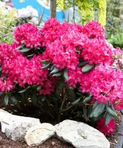 Fast Growing Trees Rhododendrons Red Rhododendron Shrub