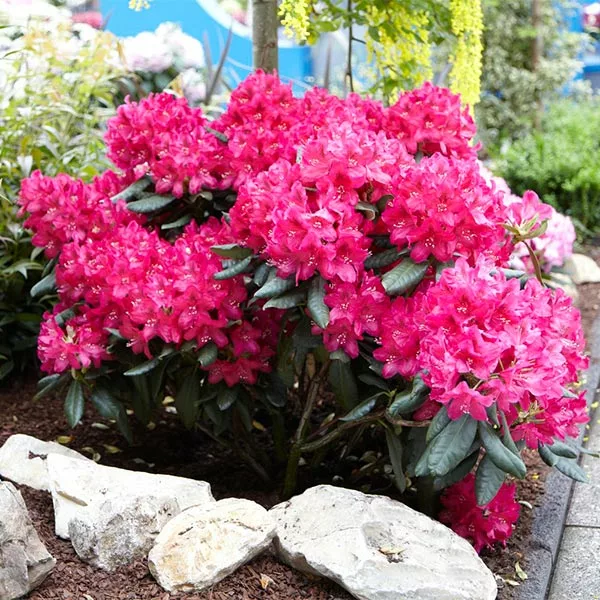 Fast Growing Trees Rhododendrons Red Rhododendron Shrub 3 Fast Growing Trees Rhododendrons Red Rhododendron Shrub