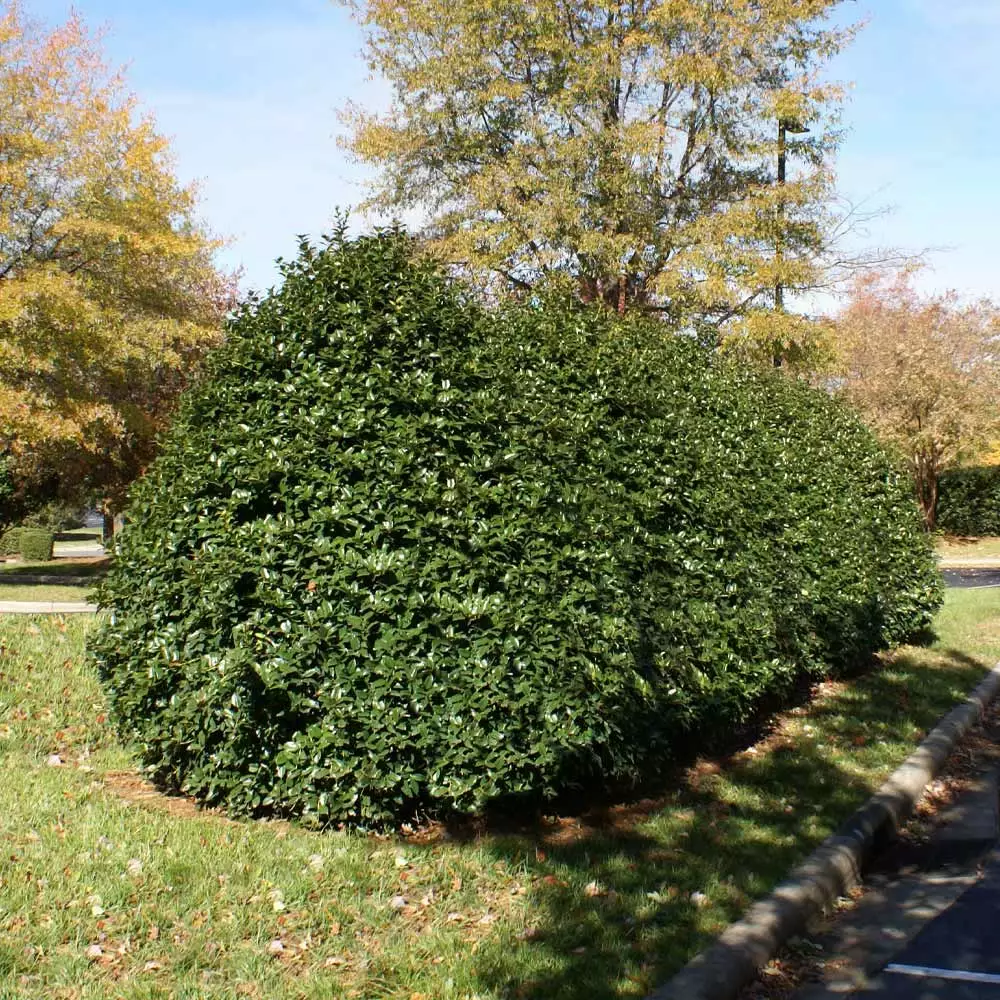 Fast Growing Trees Robin™ Red Holly Tree 6 Fast Growing Trees Robin™ Red Holly Tree