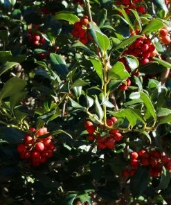 Fast Growing Trees Robin™ Red Holly Tree 11 Fast Growing Trees Robin™ Red Holly Tree