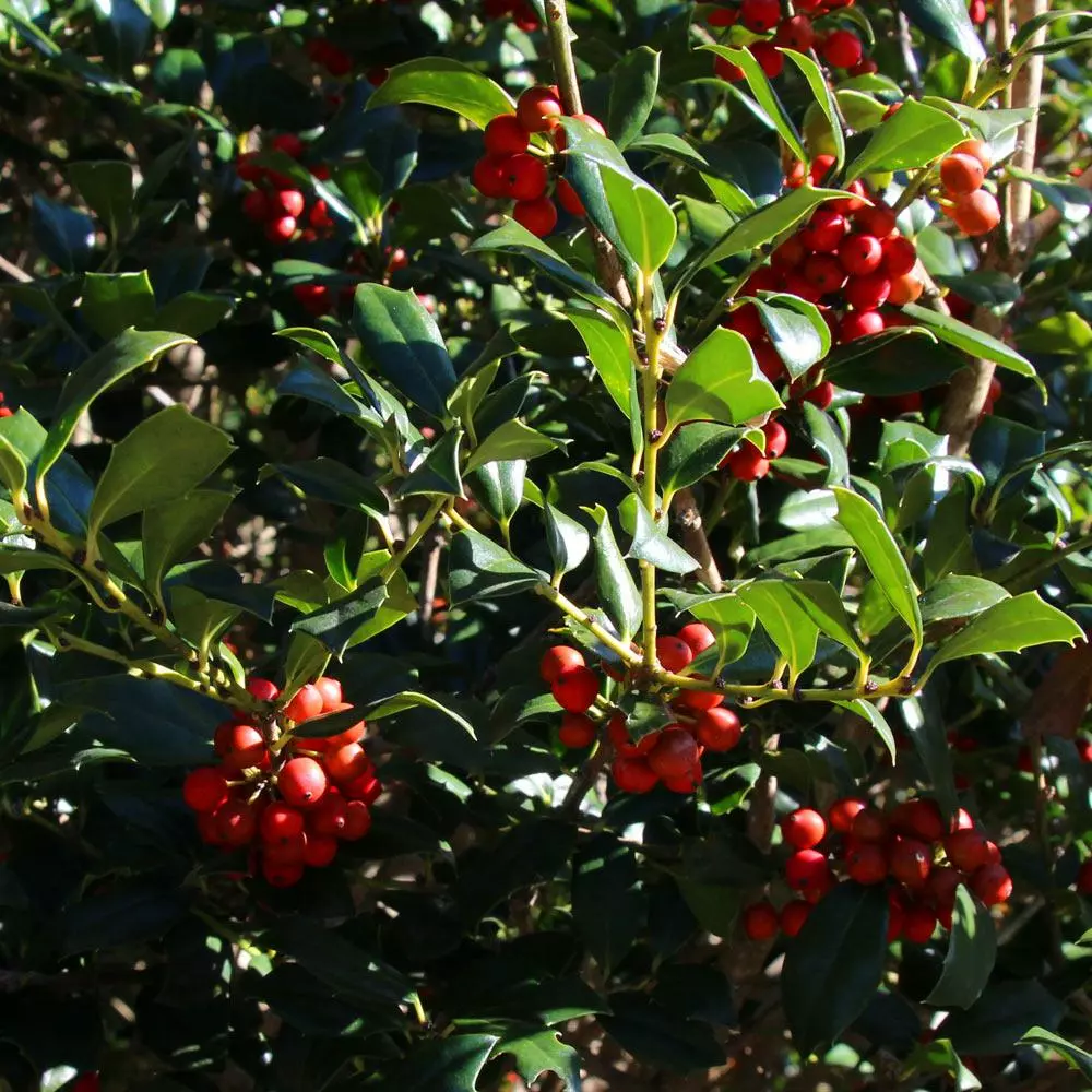 Fast Growing Trees Robin™ Red Holly Tree 7 Fast Growing Trees Robin™ Red Holly Tree