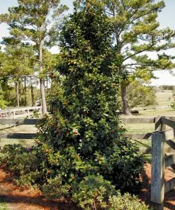 Fast Growing Trees Robin™ Red Holly Tree