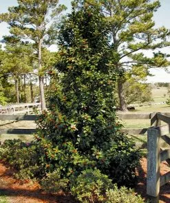 Fast Growing Trees Robin⢠Red Holly Tree