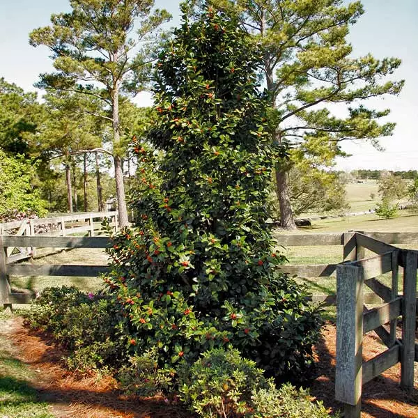 Fast Growing Trees Robin™ Red Holly Tree 3 Fast Growing Trees Robin™ Red Holly Tree