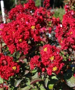 Fast Growing Trees Red Rocket Crape Myrtle Crape Myrtles